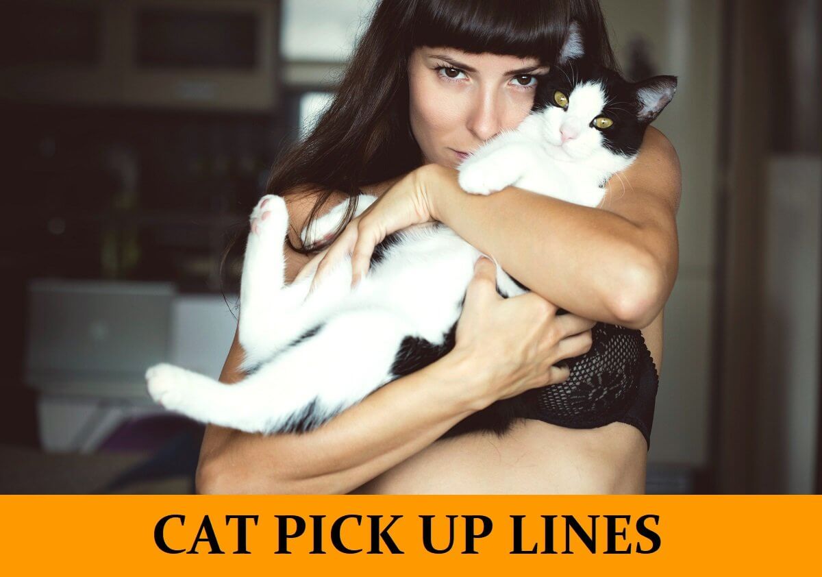 Pick Up Lines About Cats