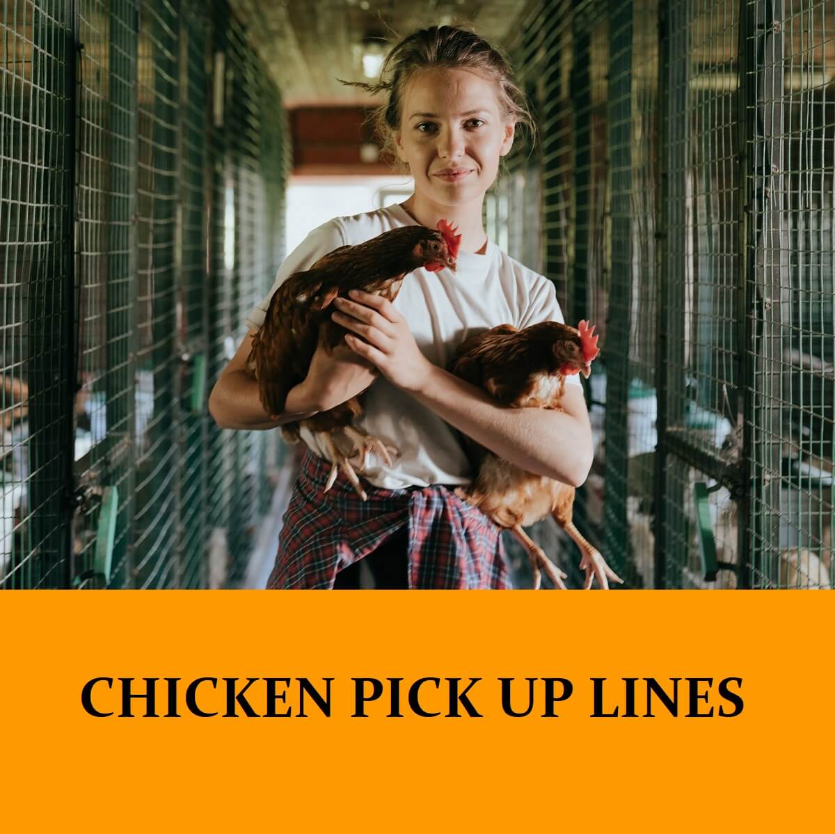 Pick Up Lines About Chickens