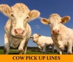 Pick Up Lines About Cows