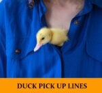Pick Up Lines About Ducks