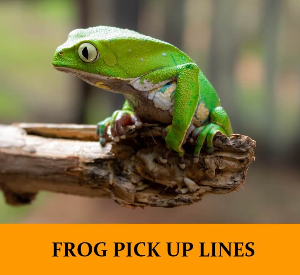 24 Frog Pick Up Lines [Funny, Dirty, Cheesy]