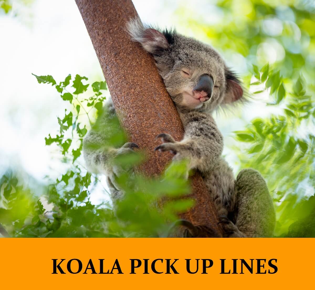 Pick Up Lines About Koala Bears