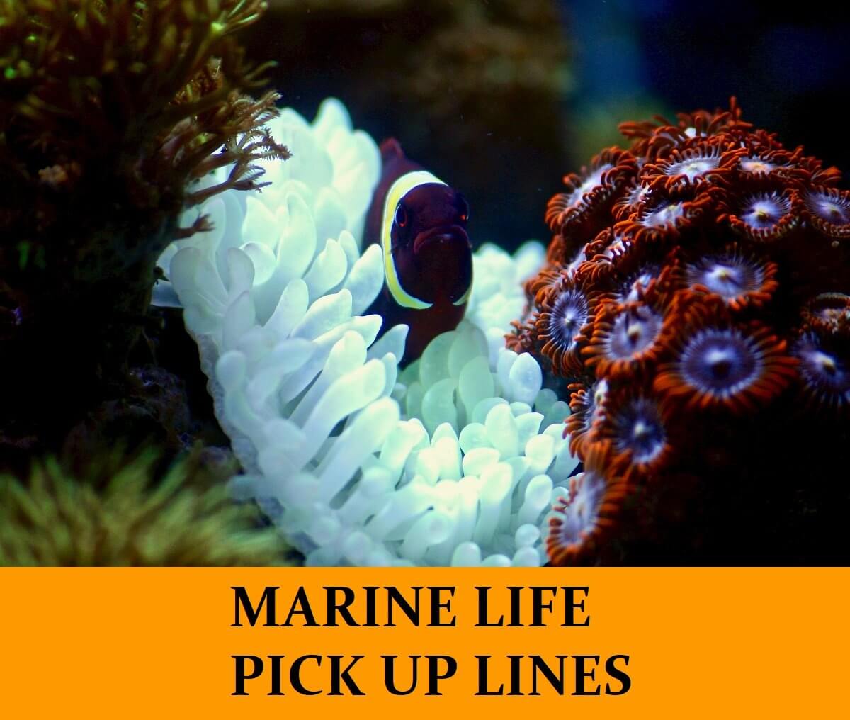 Pick Up Lines About Marine Life