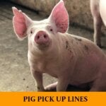 Pick Up Lines About Pigs