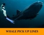 Pick Up Lines About Whales